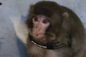 Sanctuary Claims the IKEA Monkey was Abused by Owners