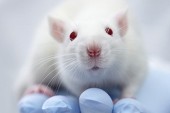 Scientists Successfully Faciliate Brain-to-Brain Communication Between Rats