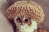 Best Thing on the Internet Today: Kitten Must Wear Adorable Costumes to Survive