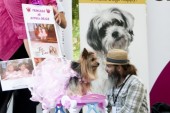 Hot Dog! Woofstock 2012 Photo Gallery