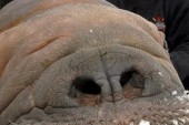 Former Marineland Trainer Accused of Trying to Steal Walrus