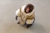 Judge Rules: IKEA Monkey to Remain at Sanctuary
