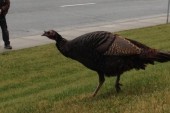 Wild Turkey Runs Naked Through Scarborough