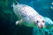Seals Sentenced to Death, Activists Fight Back