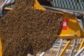 Thousands of Bees Swarm Union Station Construction Site