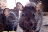 A South African Charity Trades Rats for Cellphones