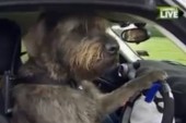 Best Thing on the Internet Today: Dogs Actually Driving Cars