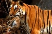 WATCH: First Footage of Tiger Cubs in the Wild Taken by Elephants