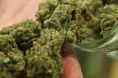 Canadian Government Moves to Ban Homegrown Medical Marijuana