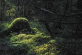 Scandinavian Forest Proves To Be More Magical Than Initially Believed